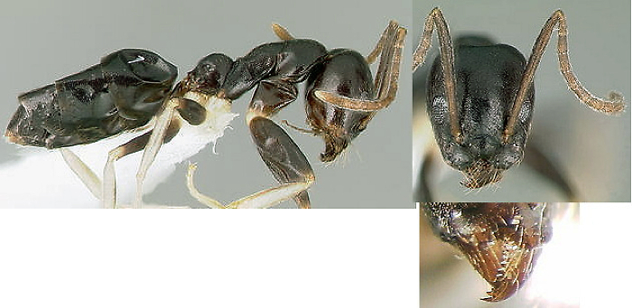 {Technomyrmex andrei}