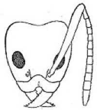 {Technomyrmex andrei}