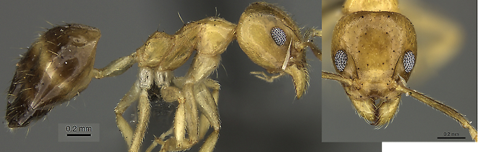 {Technomyrmex arnoldinus}