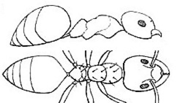 {Technomyrmex arnoldinus}