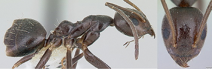 {Technomyrmex camerunensis}