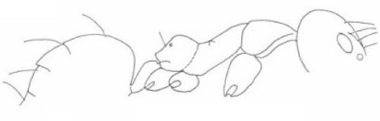 {Technomyrmex camerunensis}