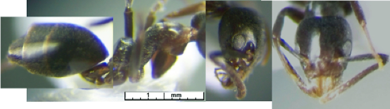 Technomyrmex dzangae