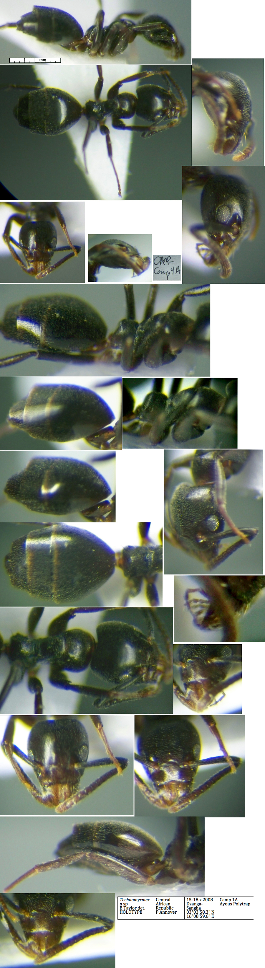 {Technomyrmex dzangae}