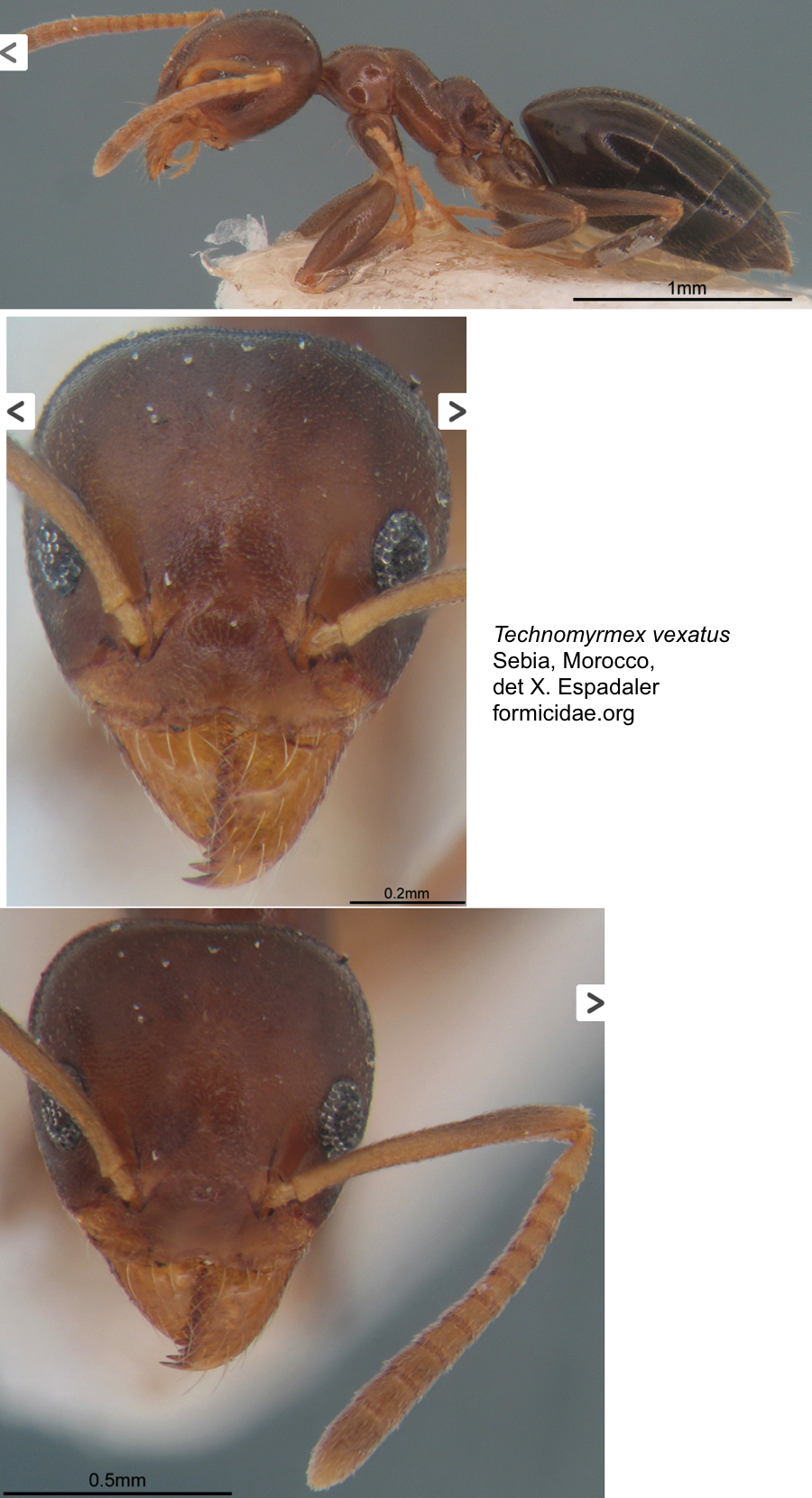 Technomyrmex vexatus