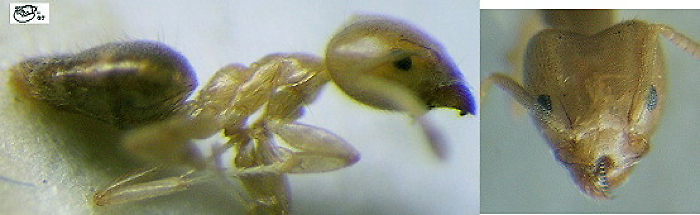 {Technomyrmex kohli}