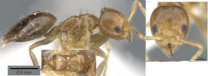 {Technomyrmex lasiops}