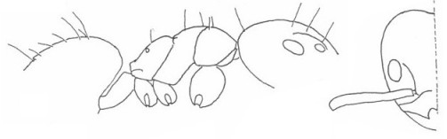 {Technomyrmex lasiops}