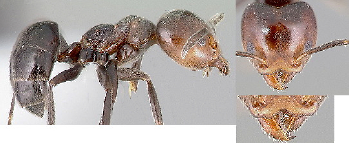 {Technomyrmex lujae}