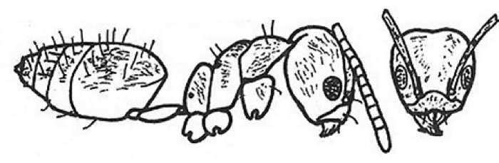 {Technomyrmex moerens}