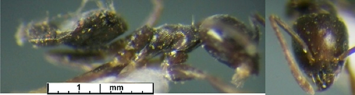 {Technomyrmex moerens}