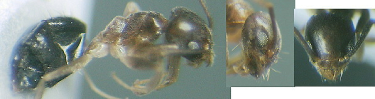 {Technomyrmex nigriventris}