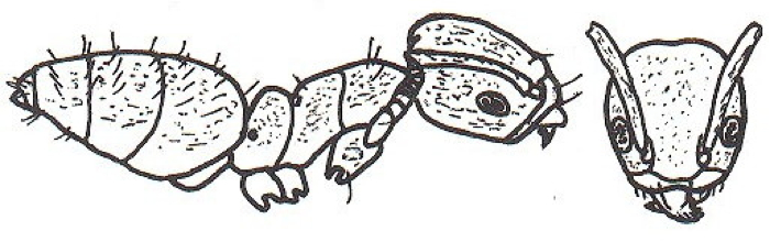 {Technomyrmex nigriventris}