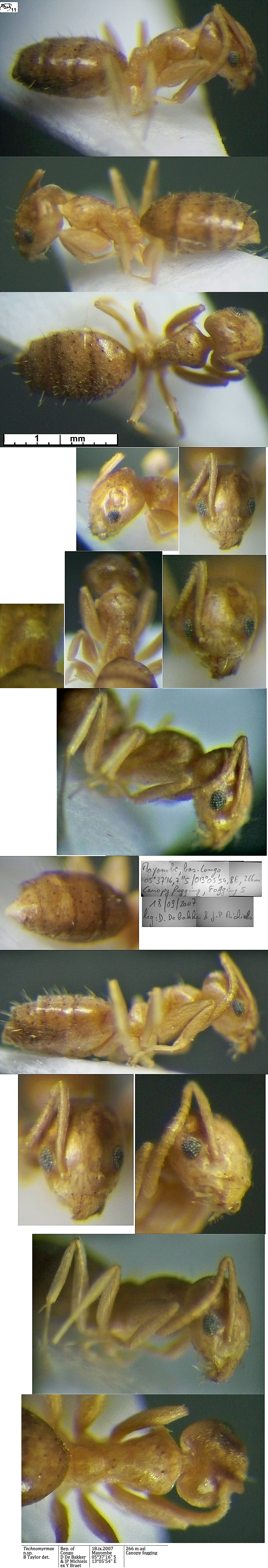 {Technomyrmex n sp Cameroun fk um20}