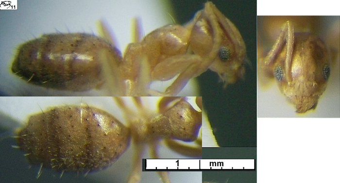 {Technomyrmex Congo nsp}