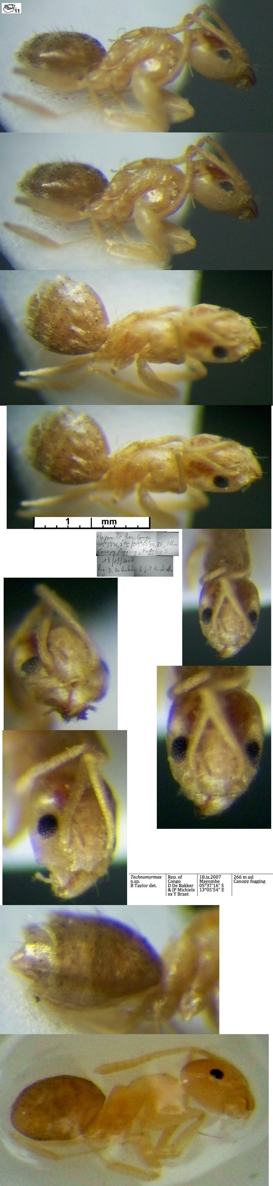 {Technomyrmex n sp Cameroun fk um20}