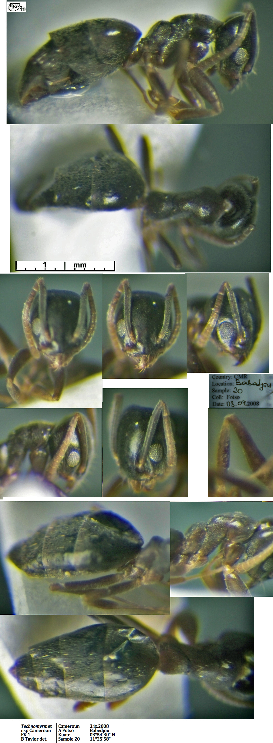 {Technomyrmex n sp Cameroun fk um20}