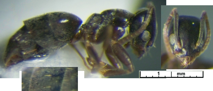 {Technomyrmex nsp Camroun um20}