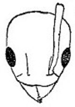 {Technomyrmex pallipes}