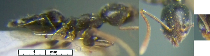 {Technomyrmex pallipes}