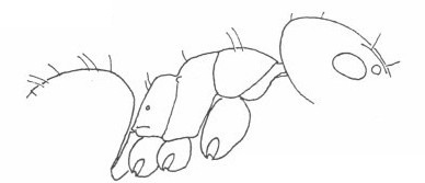 {Technomyrmex pallipes}