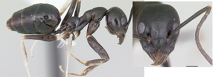 {Technomyrmex parandrei}