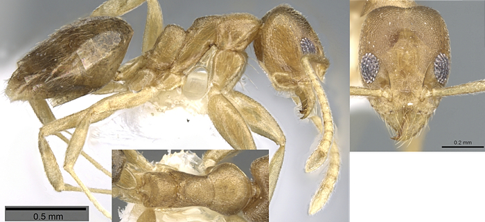 {Technomyrmex parviflavus}