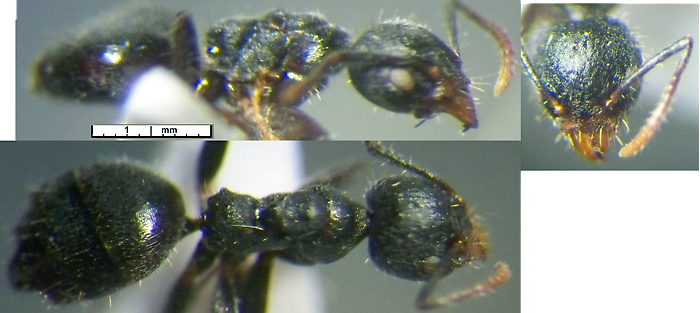 Technomyrmex pilipes