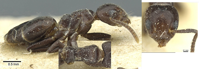 {Technomyrmex rusticus}