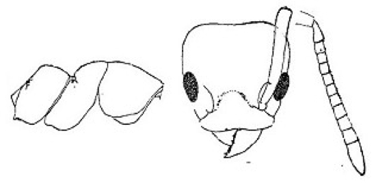 {Technomyrmex rusticus}