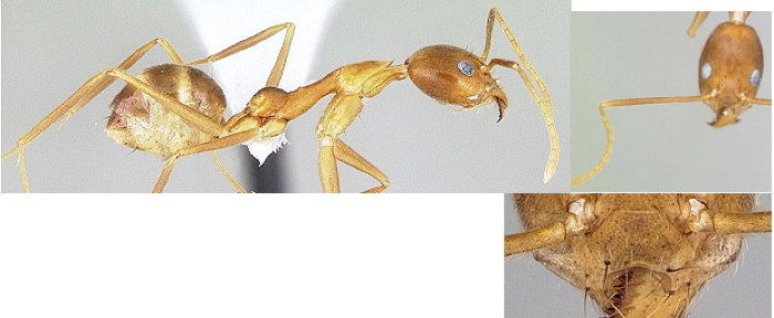 {Technomyrmex schoedli}