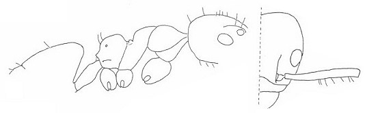 {Technomyrmex schoutedeni}