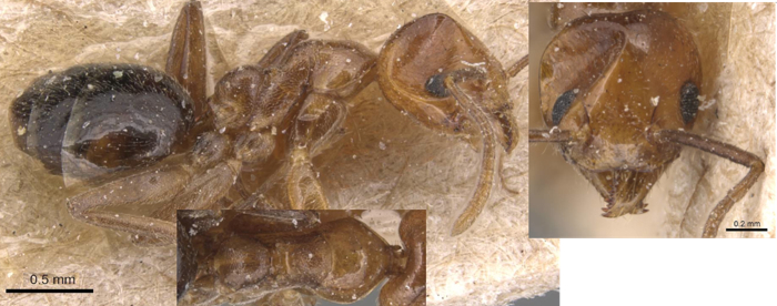 Technomyrmex semiruber