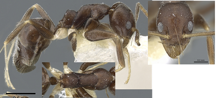 {Technomyrmex senex}