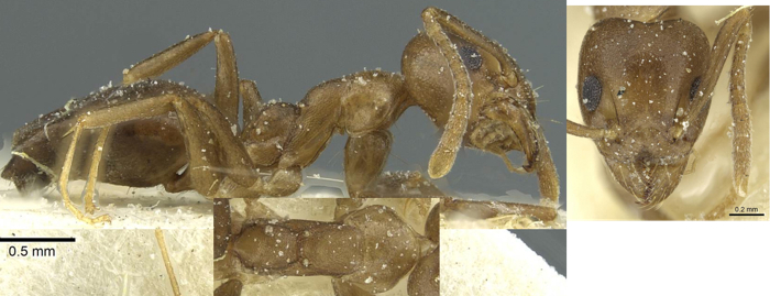 Technomyrmex taylori