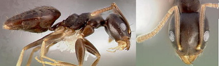 {Technomyrmex vitiensis}