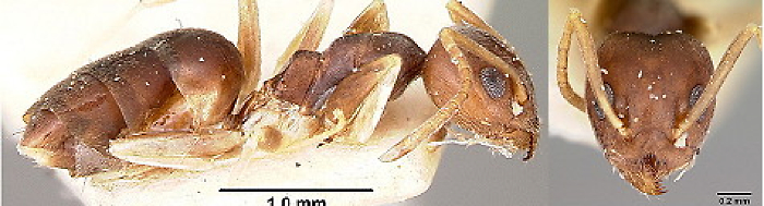 {Technomyrmex voeltzkowi}