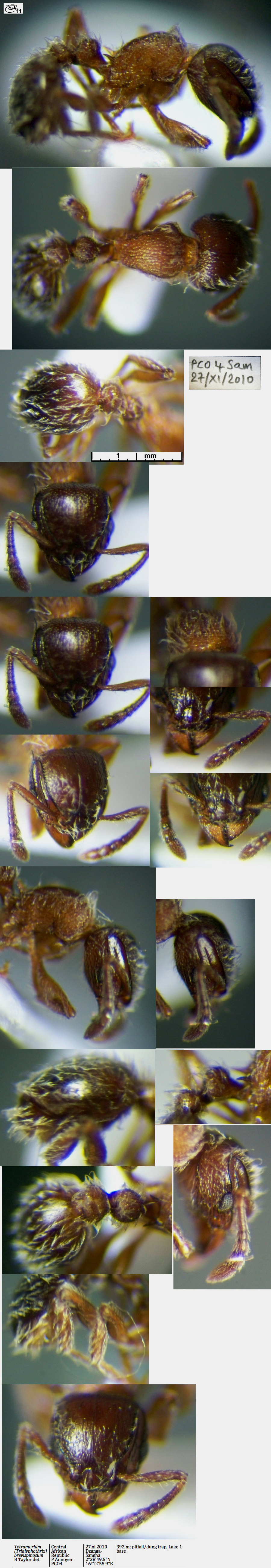 {Tetramorium brevispinosum}