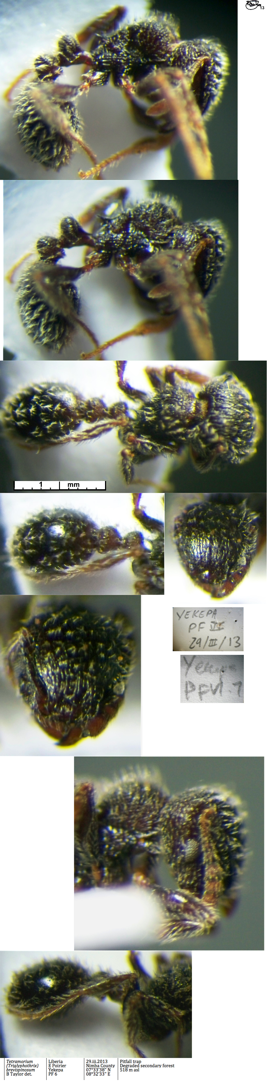 {Tetramorium brevispinosum}