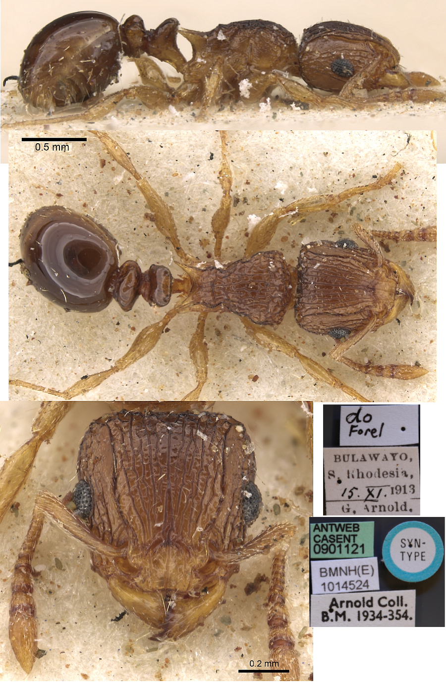 {Tetramorium do}