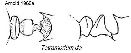 {Tetramorium do}