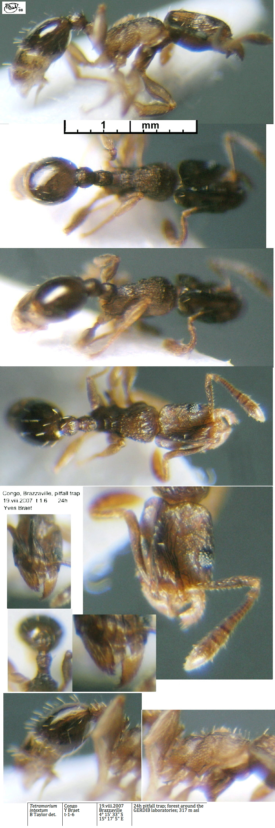 {Tetramorium intextum}