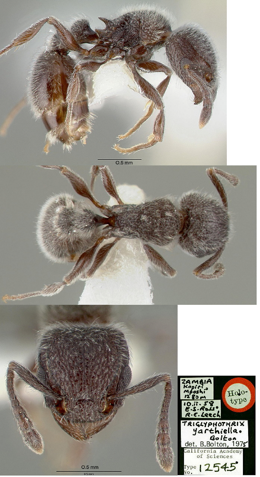 {Tetramorium yarthiellum}